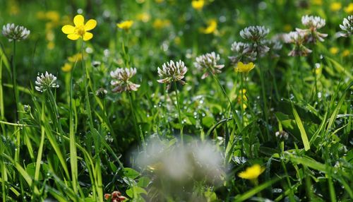Close-up of flowering plants on field
