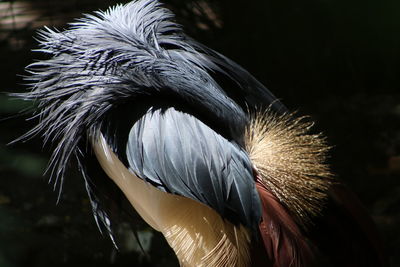 Close-up of grey crowned crane preening