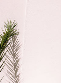 Close-up of palm tree against white wall