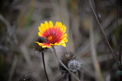 Close-up of yellow flower blooming outdoors