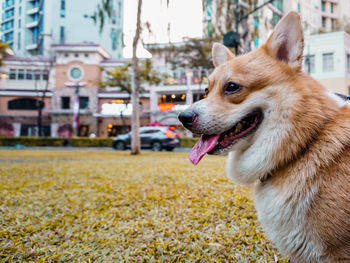 Close-up of dog looking away