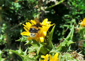 Close-up of yellow flower