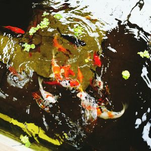 High angle view of koi carps swimming in water