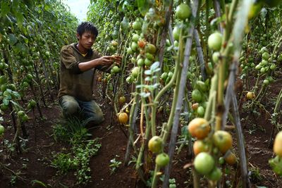 Farmer harvesting on tomato field