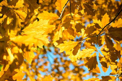 Close-up of yellow maple leaves