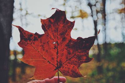 Close-up of red maple leaves