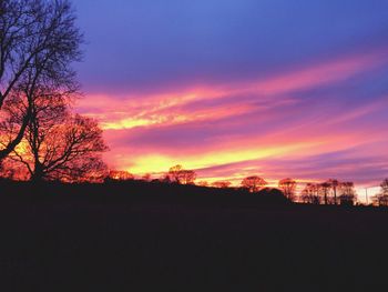 Silhouette of trees at sunset