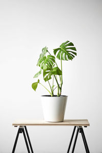 Beautiful monstera flower in a white pot stands on a wooden table on a white background.