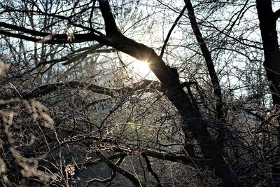 Low angle view of bare trees in forest