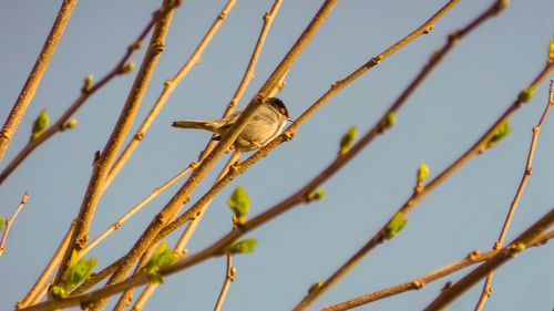 Low angle view of bird perching on branch