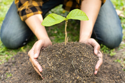 Cropped hand holding plant