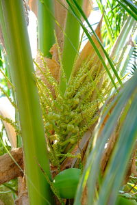 Close-up of succulent plant growing on field