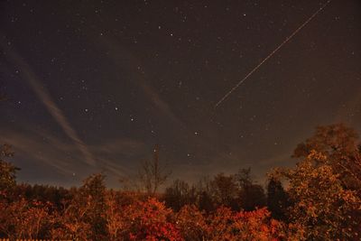 Low angle view of trees against sky at night