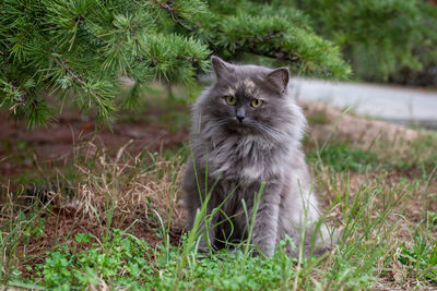Portrait of cat on field