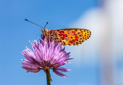 Close-up of butterfly pollinating on pink flower