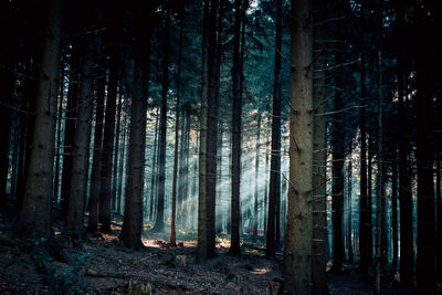 View of trees in forest