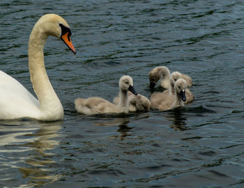 High angle view of large mute swan swans  cygnets swimming in lake with reflection