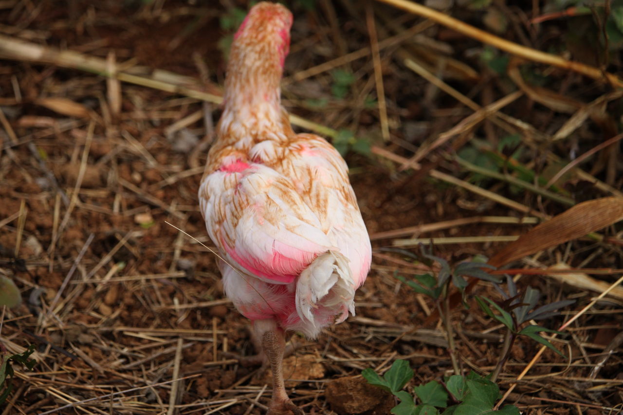 HIGH ANGLE VIEW OF BIRD ON LAND