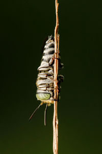 Close-up of insect on twig