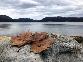 Close-up of dry maple leaf by lake against sky