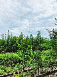 Plants and trees on field against sky