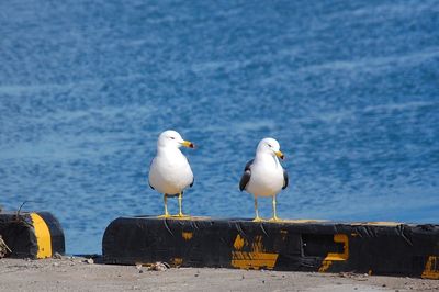 Birds perching on railing