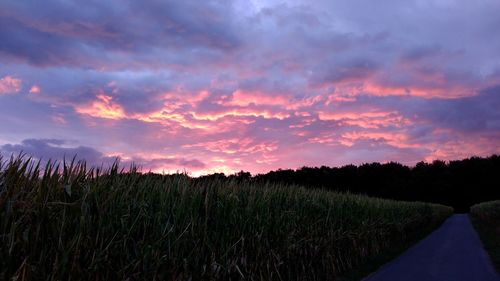 Scenic view of agricultural field against sky during sunset