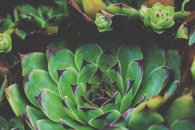 Close-up of succulent plant