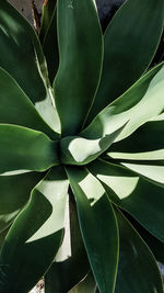 Full frame shot of green leaves