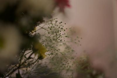 Close-up of flowering plant