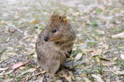 Close-up of quokka on field