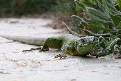Close-up of lizard