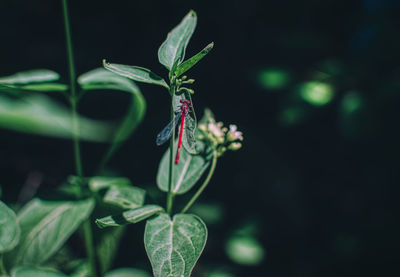 Close-up of small plant