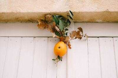 Low angle view of fruit on wall