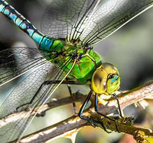 Close-up of dragonfly perching on plant