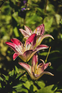 Close-up of pink flower