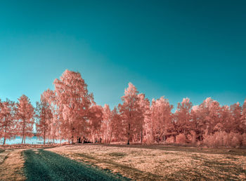 Trees on field against clear blue sky