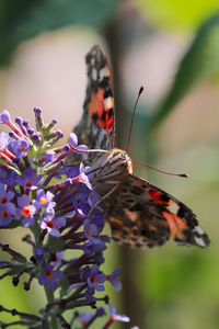 Butterfly pollinating on flower