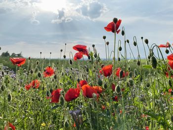 Close-up of red poppy flowers on field against sky