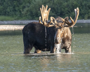 Deer in a lake