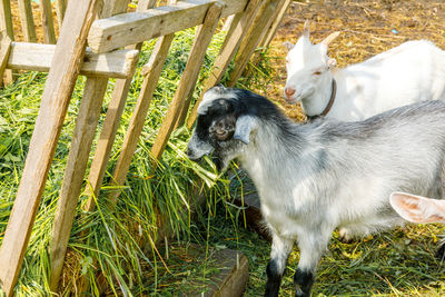 High angle view of two dogs on land