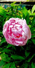 Close-up of pink rose blooming outdoors