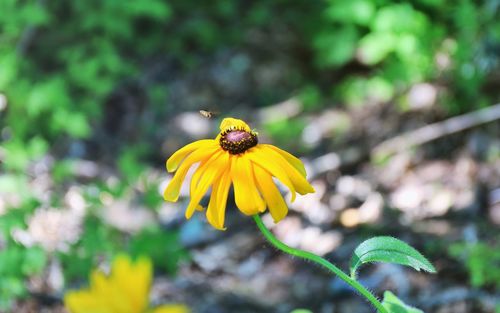 Close-up of insect on yellow flower blooming outdoors