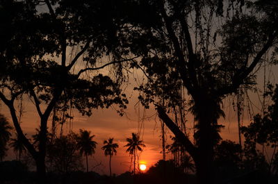 Silhouette of trees at sunset