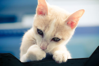 Close-up portrait of cat licking paw