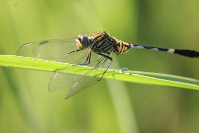 Close-up of insect on leaf