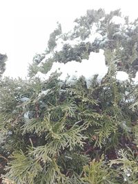 Close-up of snow on tree against sky