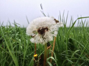 Close-up of dandelion on field