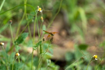 Close-up of insect pollinating on flower