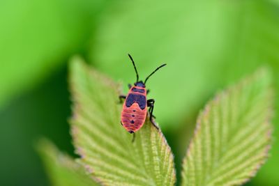 Close-up of butterfly on leaf